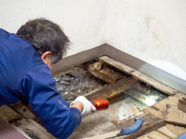 Best Commercial Mold Removal  in Atkins, AR