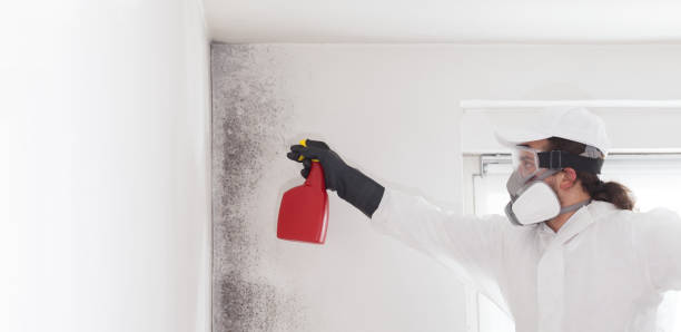 Best Mold Testing  in Atkins, AR