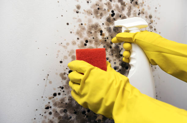 Best Toxic Mold Removal  in Atkins, AR