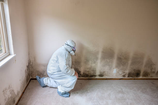 Best Local Mold Removal Service  in Atkins, AR