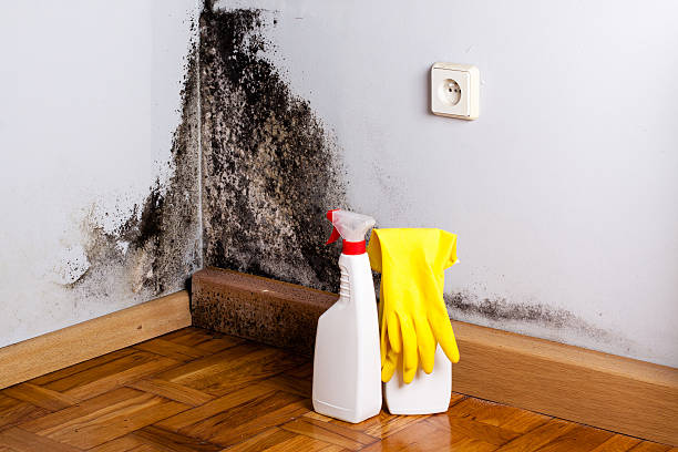 Best Mold Damage Repair  in Atkins, AR