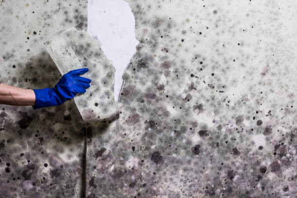 Reliable Atkins, AR Mold Removal Solutions